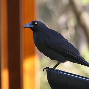 Black Currawong (Strepera fuliginosa fuliginosa)