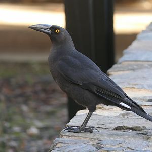 Black Currawong (Strepera fuliginosa fuliginosa)