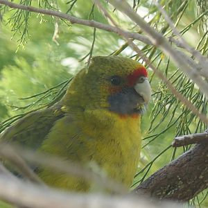 Green Rosella (Platycercus caledonica)