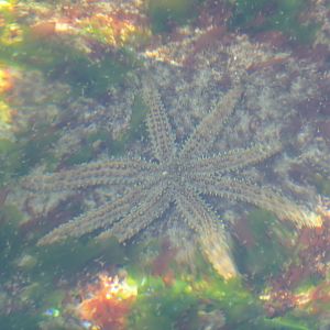 Eleven-armed Seastar (Coscinasterias muricata)