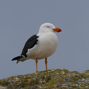 Eastern Pacific Gull (Larus pacificus pacificus)