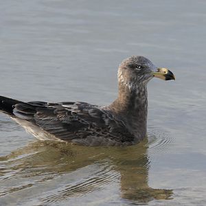 Eastern Pacific Gull (Larus pacificus pacificus)