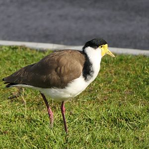 Black-shouldered Masked Lapwing (Vanellus miles novaehollandiae)