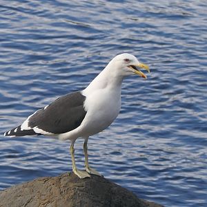 Kelp Gull (Larus dominicanus dominicanus)