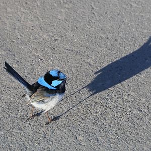 Tasmanian Superb Fairywren (Malurus cyaneus cyaneus)