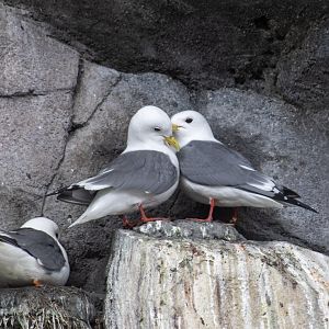 Red-legged Kittiwakes