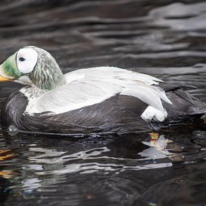 Spectacled Eider