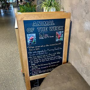 Animal of the Week (Felipe)