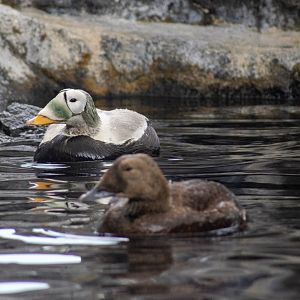 Spectacled Eiders