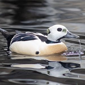 Steller's Eider