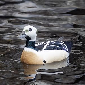 Steller's Eider