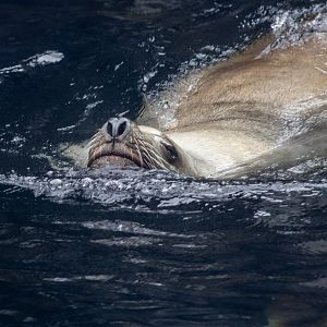 Steller Sea Lion