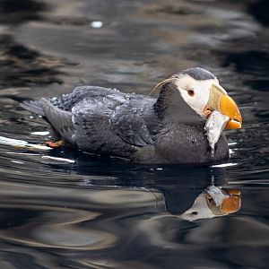 Tufted Puffin