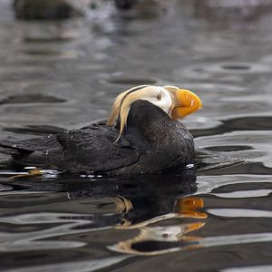 Tufted Puffin