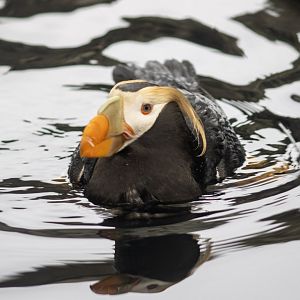 Tufted Puffin