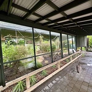 Parrot Court (African Grey Parrot Aviary)