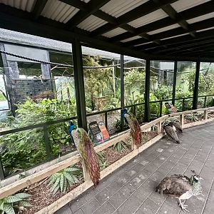 Parrot Court (Parakeet Aviary)