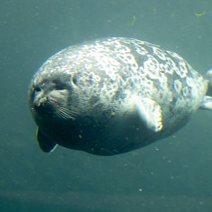 Ringed Seal