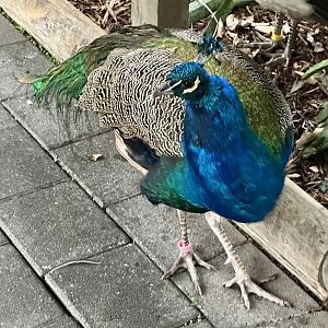 Indian peafowl (Pavo cristatus)