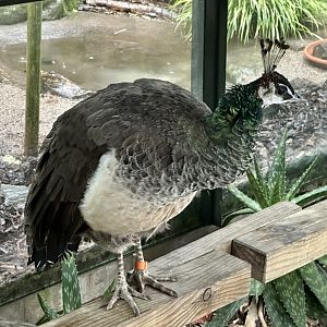 Indian peafowl (Pavo cristatus)
