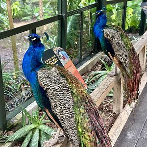 Indian peafowl (Pavo cristatus)