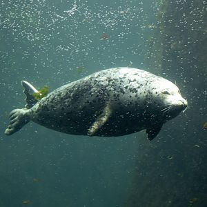 Harbor Seal