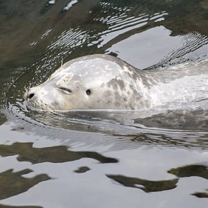 Harbor Seal