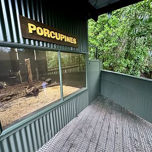Cape Porcupine Den - Viewing Window