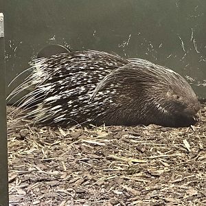 Cape porcupine (Hystrix africaeaustralis)
