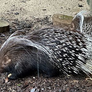 Cape porcupine (Hystrix africaeaustralis)