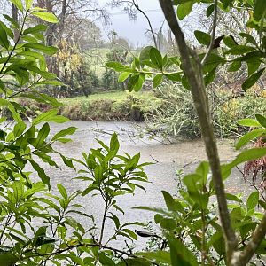 Old Sitatunga Exhibit