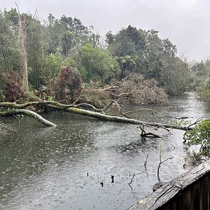 New Zealand Wetlands Exhibit