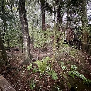 Red-rumped Agouti Exhibit