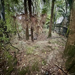 Red-rumped Agouti Exhibit
