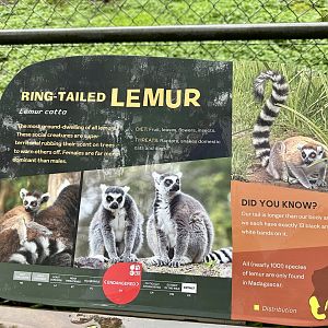 Ring-tailed Lemur Signage