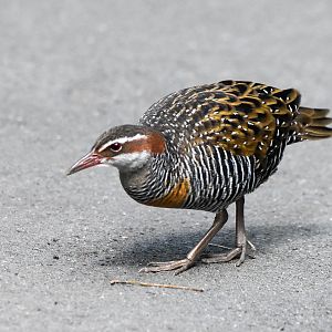 Buff-banded Rail