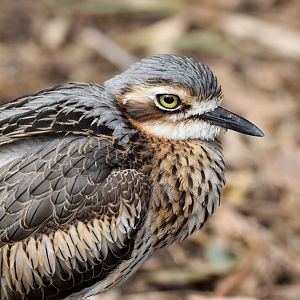 Bush Stone-Curlew