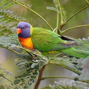 Rainbow Lorikeet