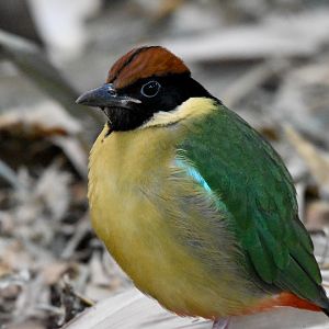 Noisy Pitta