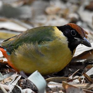 Noisy Pitta