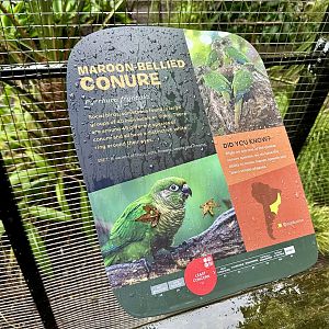 Maroon-bellied Conure Signage
