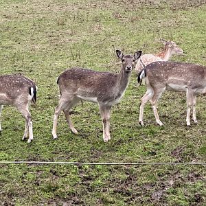 Fallow deer (Dama dama)