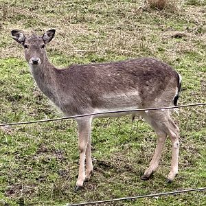 Fallow deer (Dama dama)