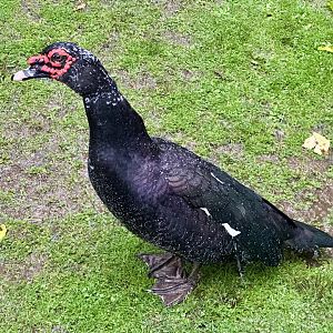 Muscovy duck (Cairina moschata)