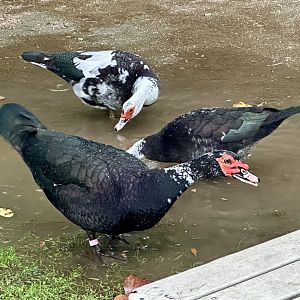 Muscovy duck (Cairina moschata)