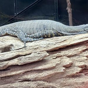 Male Lace monitor (Varanus varius)