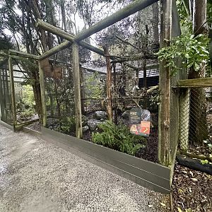 New Zealand Morepork Aviary