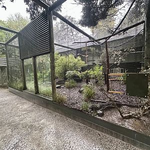 Kaka Aviary (New)