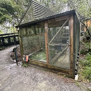 Hochstetter's Frog Exhibit