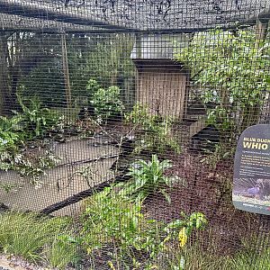 Blue Duck Aviary